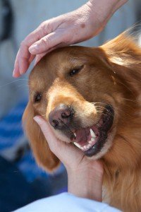 OHC Cancer Treatment Prevent Infection Petting Dog